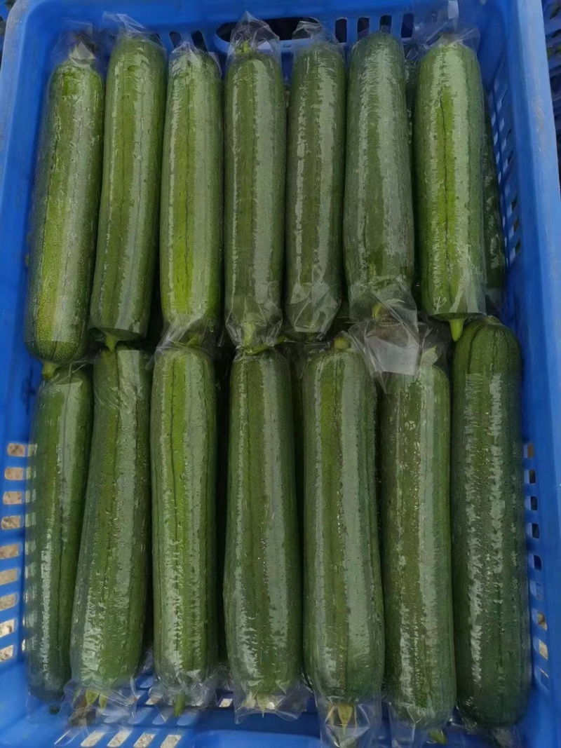 正宗天然新鲜丝瓜全国直发