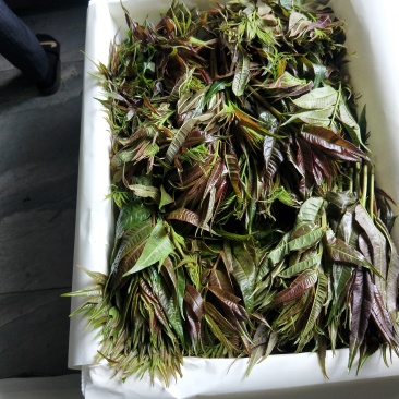 正品香椿芽现货秒发全国供应