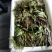 正品香椿芽现货秒发全国供应