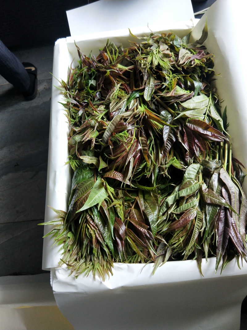 正品香椿芽现货秒发全国供应