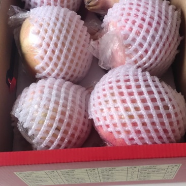 应季石榴长期供货