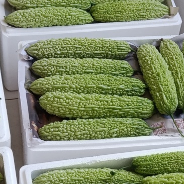 寿光源头供应苦瓜，大量现货，电商供应品质保证大量现货