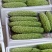 寿光源头供应苦瓜，大量现货，电商供应品质保证大量现货