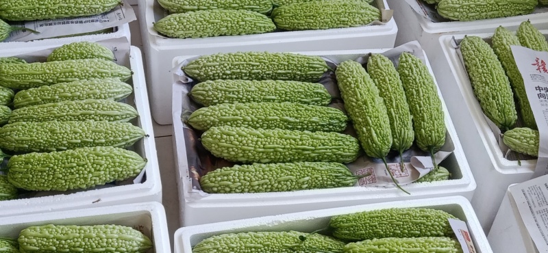 寿光源头供应苦瓜，大量现货，电商供应品质保证大量现货