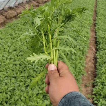 ***茼蒿保质保量价格美丽欢迎联系