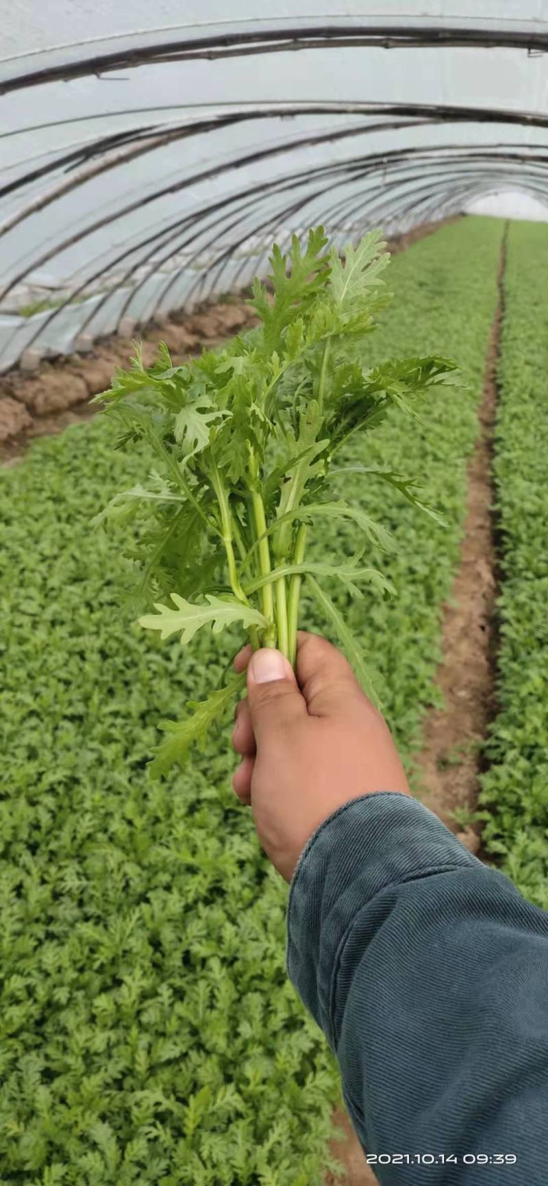 ***茼蒿保质保量价格美丽欢迎联系