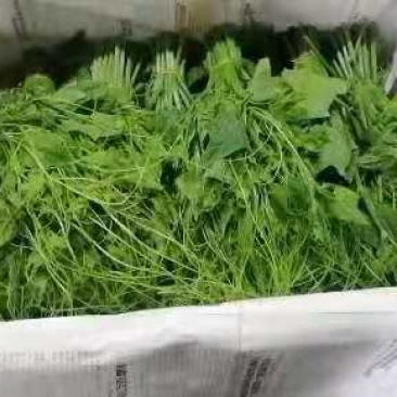 正品龙须菜长期供货价格美丽