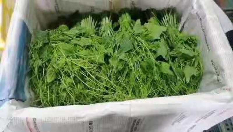 正品龙须菜长期供货价格美丽