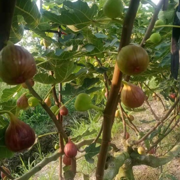 甜度高无花果电商供货