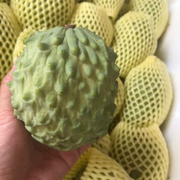 规格齐全释迦超高性价比下单秒发