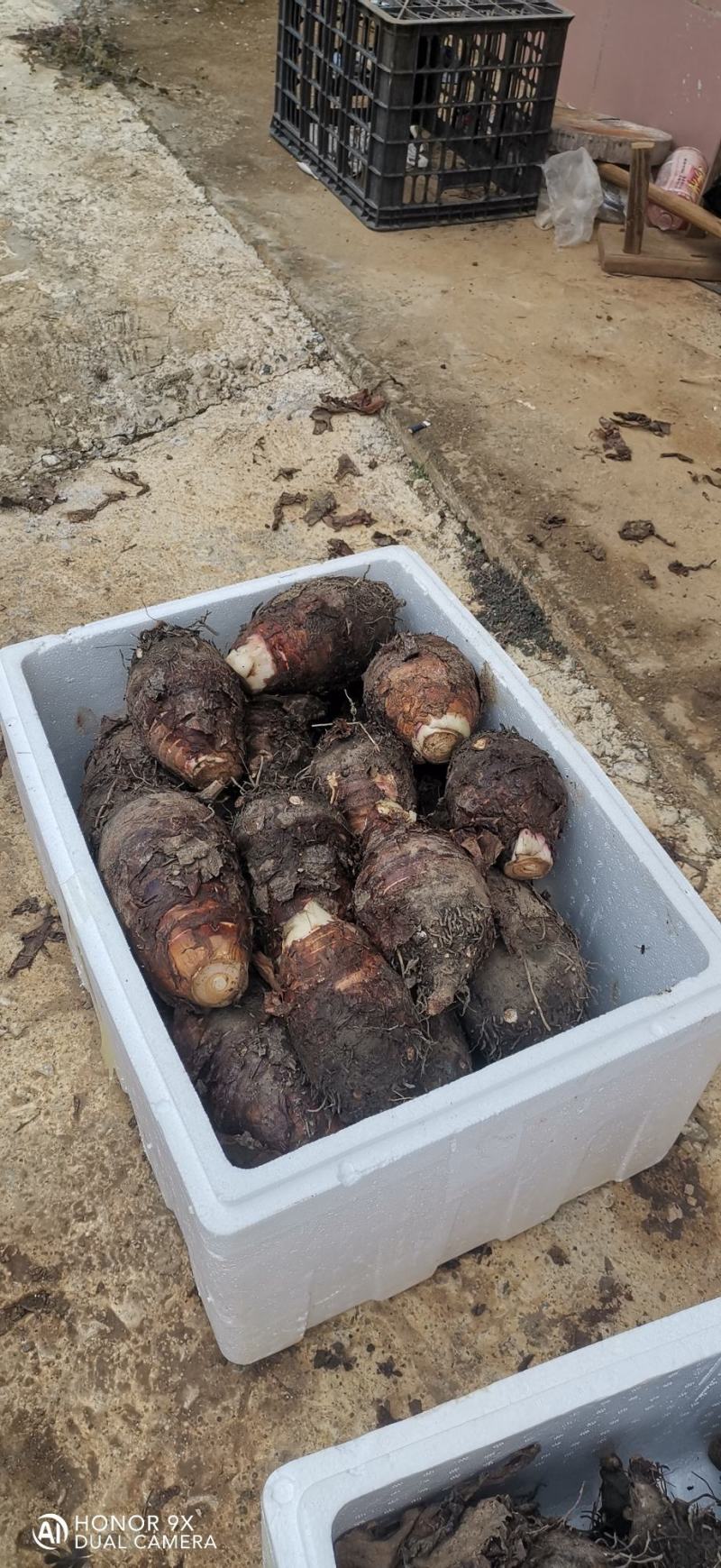 应季芋头厂家直销超高性价比