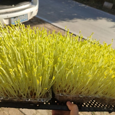 ***豌豆苗长期供应量大从优
