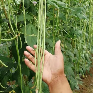 源头供应正品保障豆角价格美丽