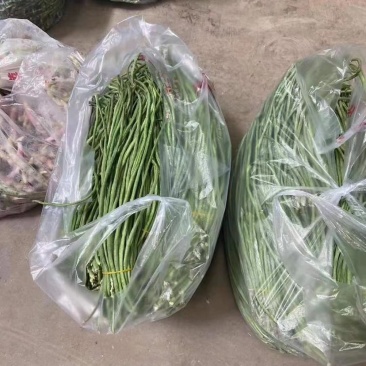 正品豆角厂家直销诚信经营