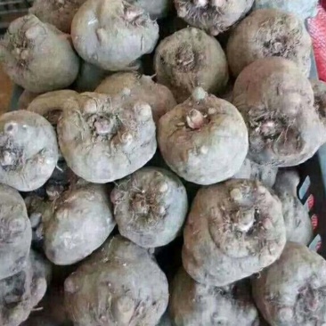 正品保障魔芋产地直发价格美丽