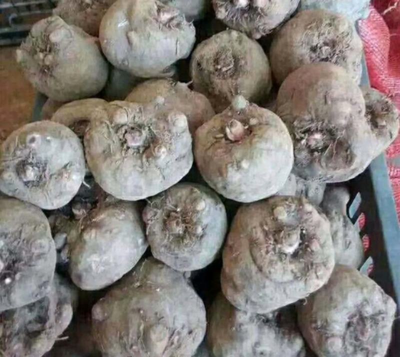 正品保障魔芋产地直发价格美丽