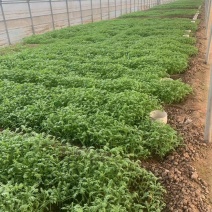 保质保量茼蒿原产地订多包送