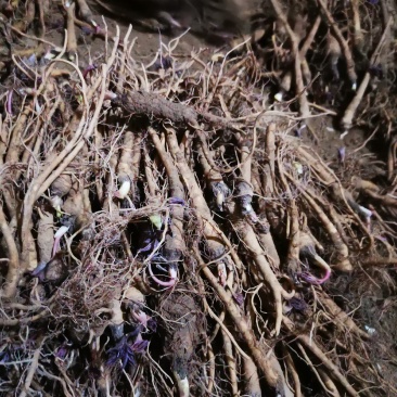 品种纯正独活苗现挖现发量大从优