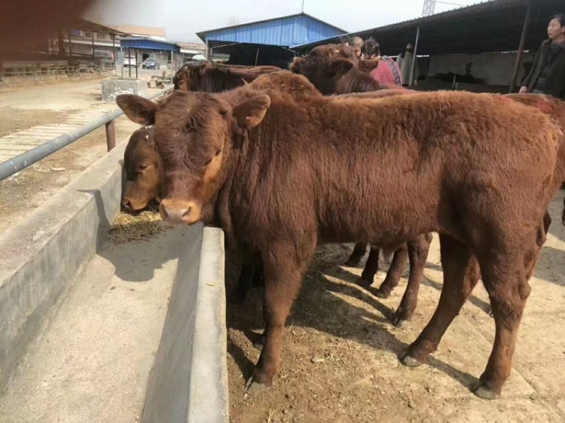 基地直发活牛保质保量订多包送