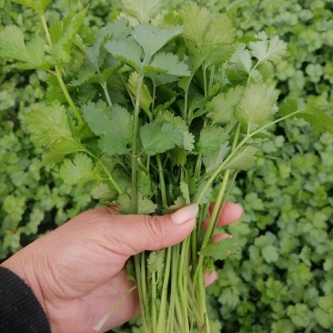 正品保障香菜电商供货全网低价