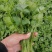 正品保障香菜电商供货全网低价