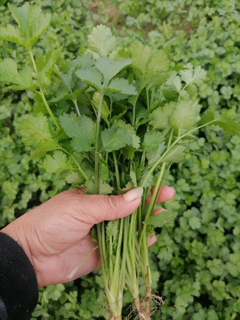 正品保障香菜电商供货全网低价