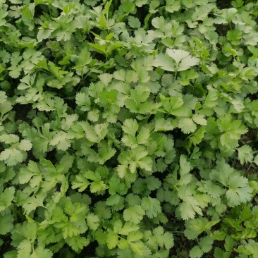 天然新鲜香菜一手货源欢迎联系