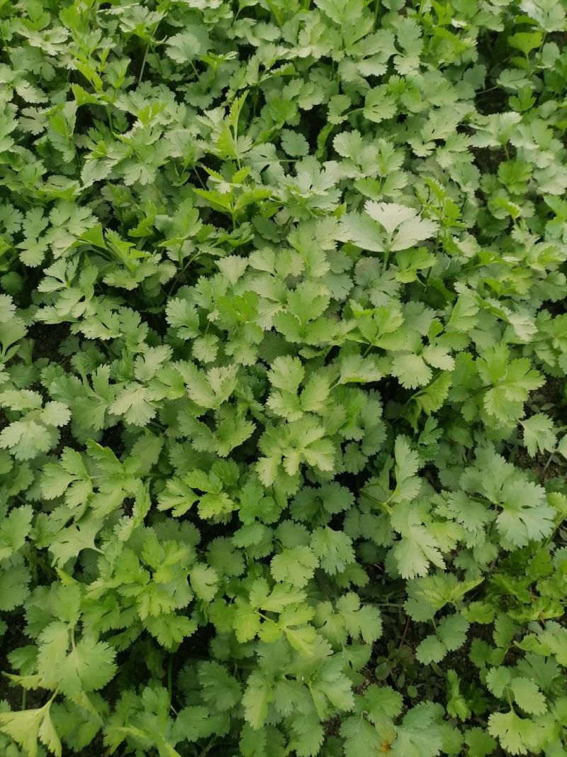 天然新鲜香菜一手货源欢迎联系