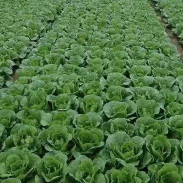 正宗娃娃菜源头供应超高性价比欢迎电话咨询
