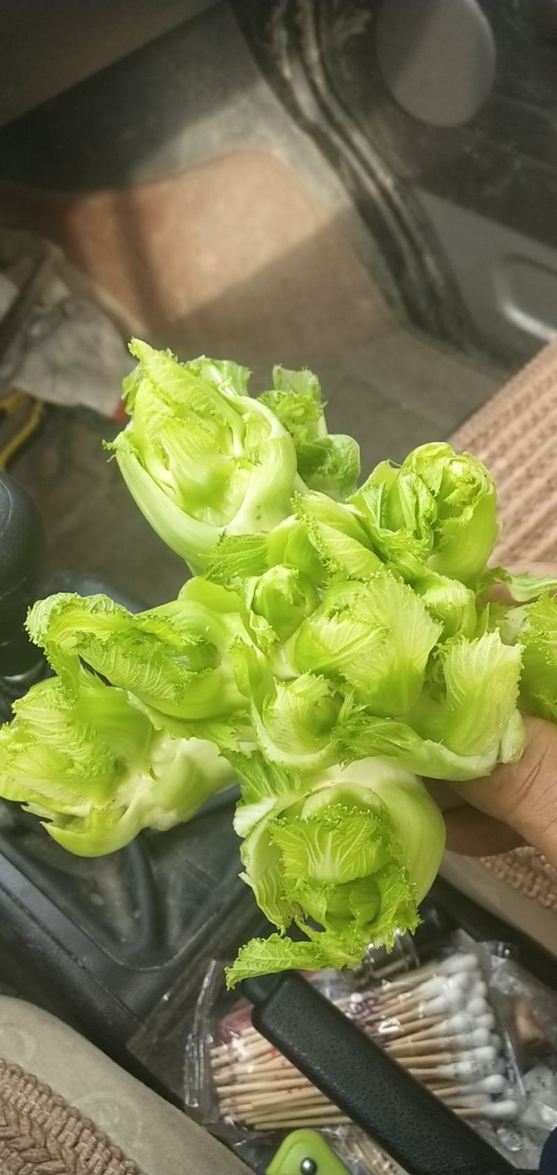正品儿菜一件代发全网低价24小时在线服务