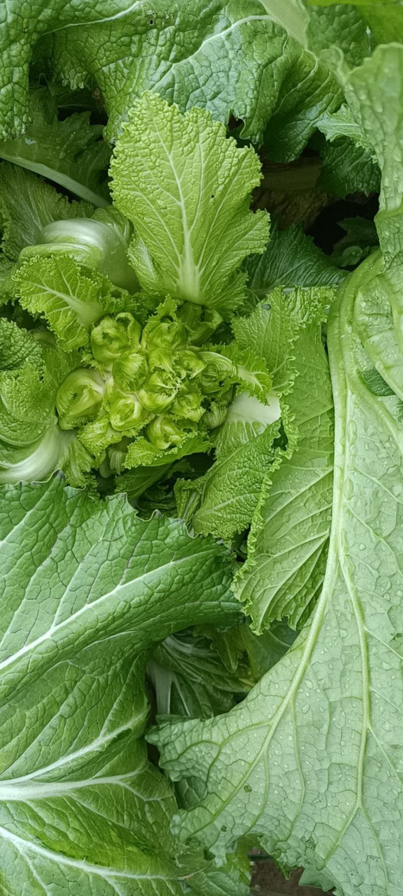 保质保量儿菜原产地订多包送