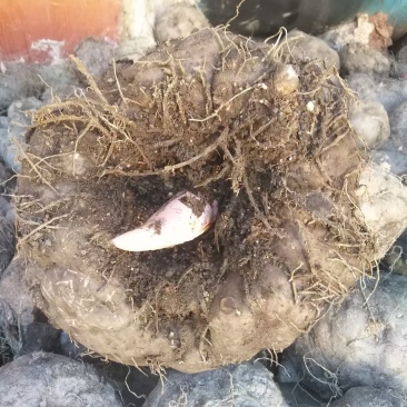 ***魔芋支持拿样量大优惠