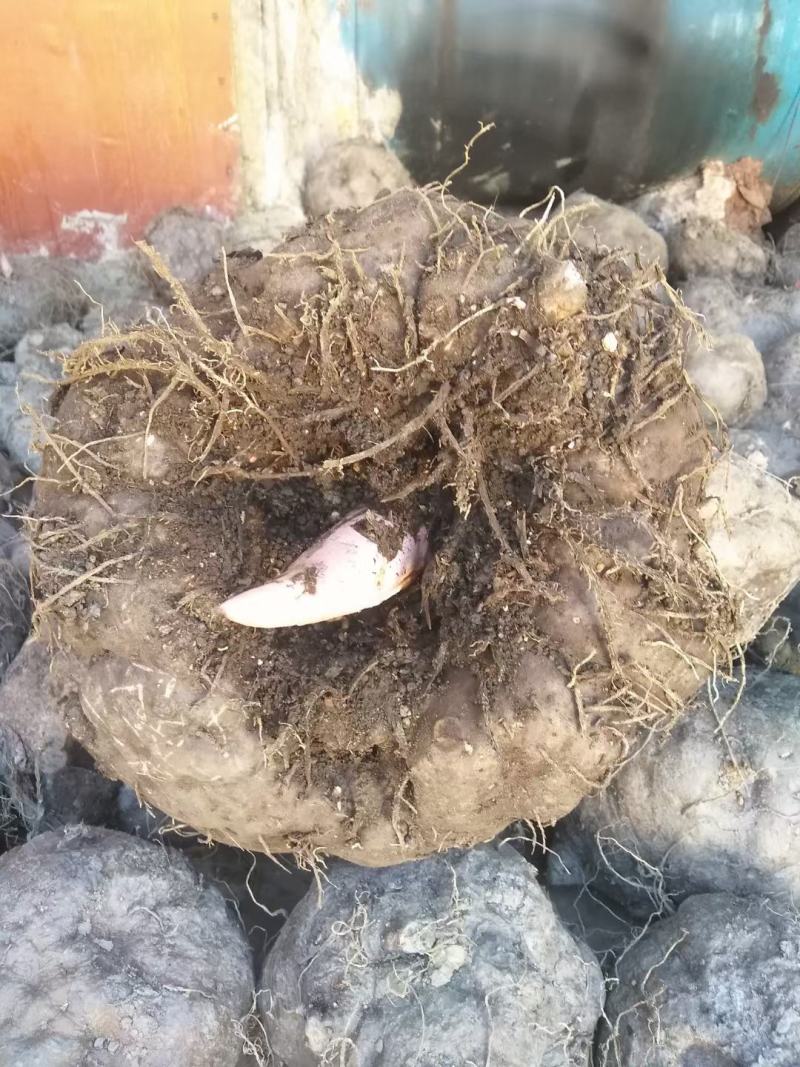 ***魔芋支持拿样量大优惠