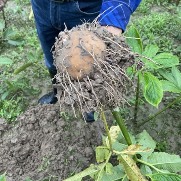 正品魔芋随时有货量大优惠欢迎电话咨询