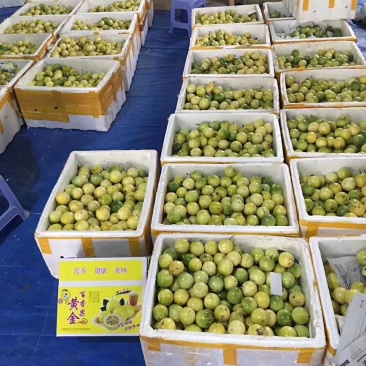 百香果正品保障全国供应