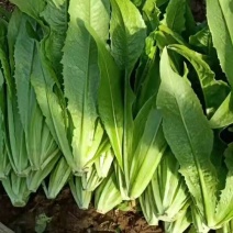 保质保量油麦菜长期供货随时可聊
