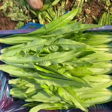 正品保障油麦菜电商供货诚信经营