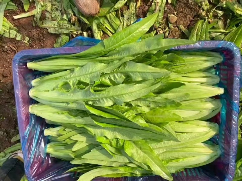 正品保障油麦菜电商供货诚信经营