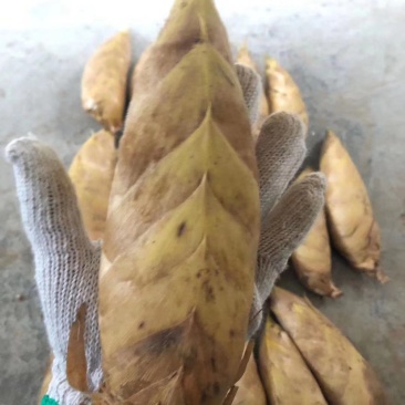全网低价精品冬笋现货秒发
