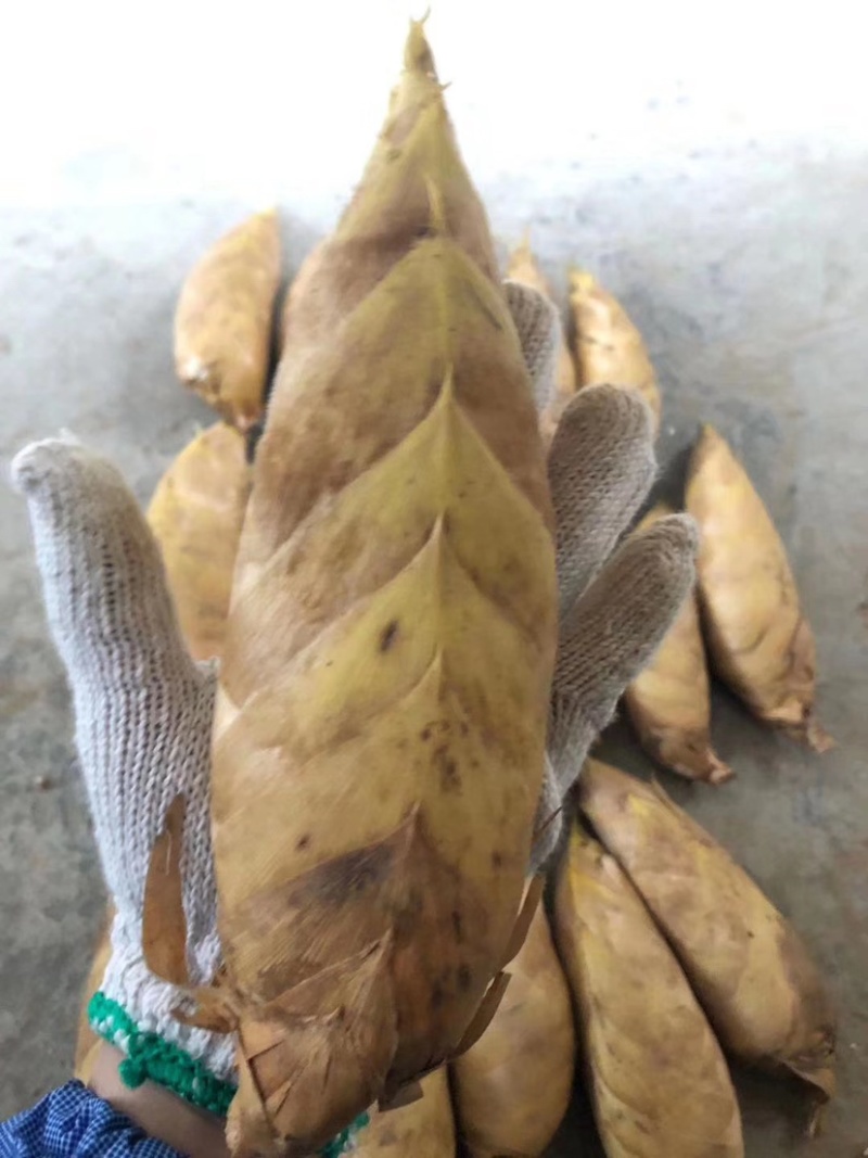 全网低价精品冬笋现货秒发