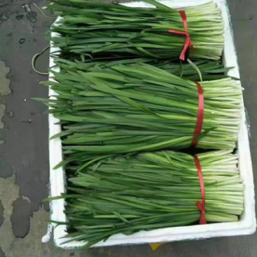 ***韭菜长期供应欢迎联系