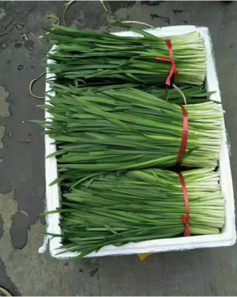 ***韭菜长期供应欢迎联系