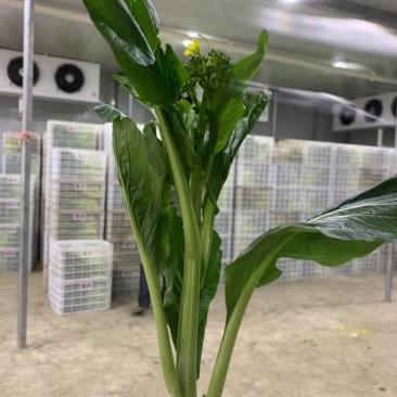 天然新鲜菜苔电商供货诚信经营