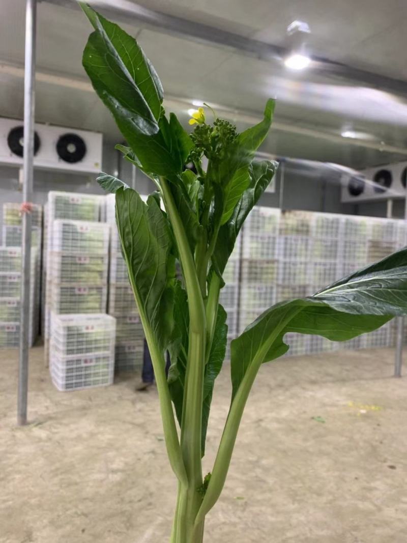 天然新鲜菜苔电商供货诚信经营