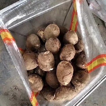 正品保障芋头现货秒发下单秒发
