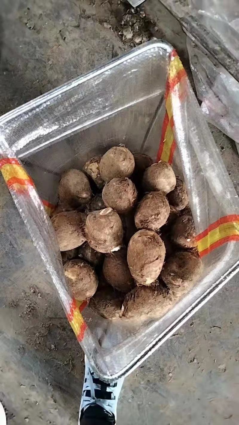 正品保障芋头现货秒发下单秒发