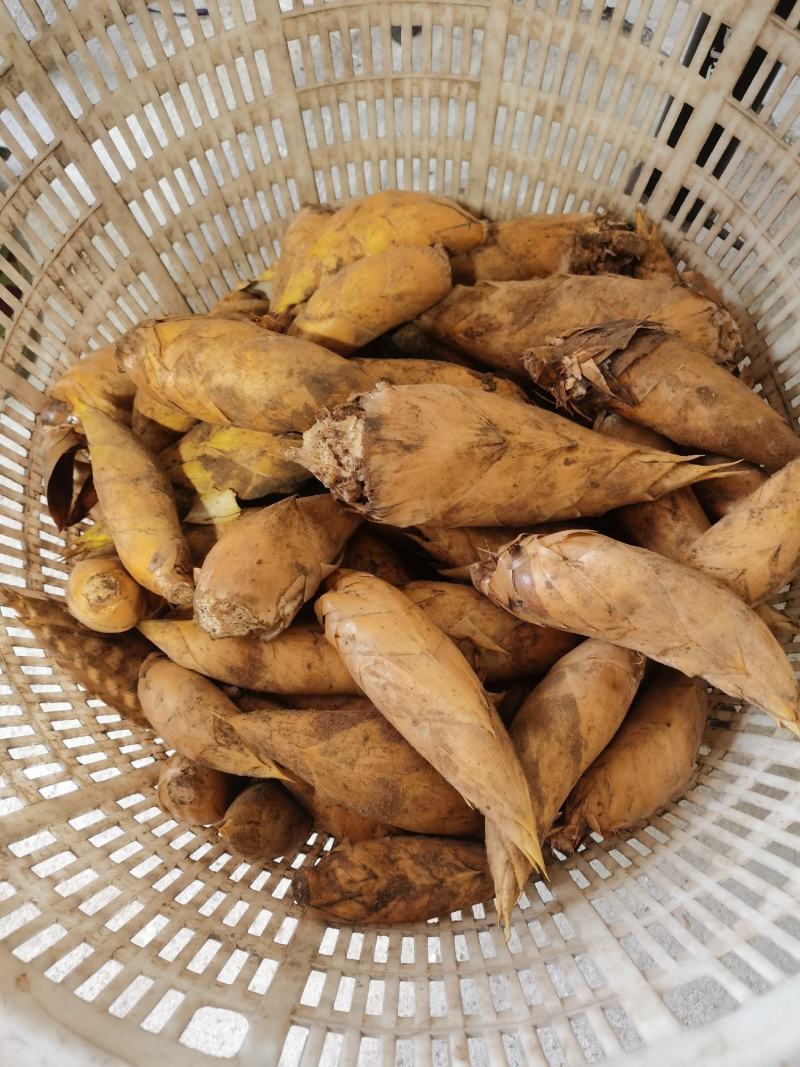 正规货源冬笋现货秒发欢迎联系