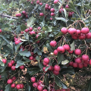 山楂现货秒发量大优惠