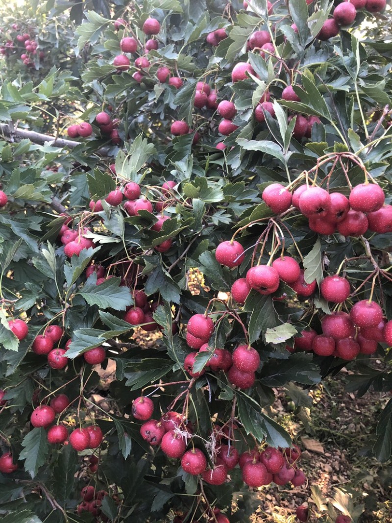 山楂现货秒发量大优惠