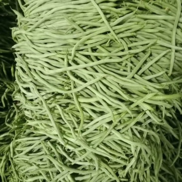原产地豆角订多包送保质保量